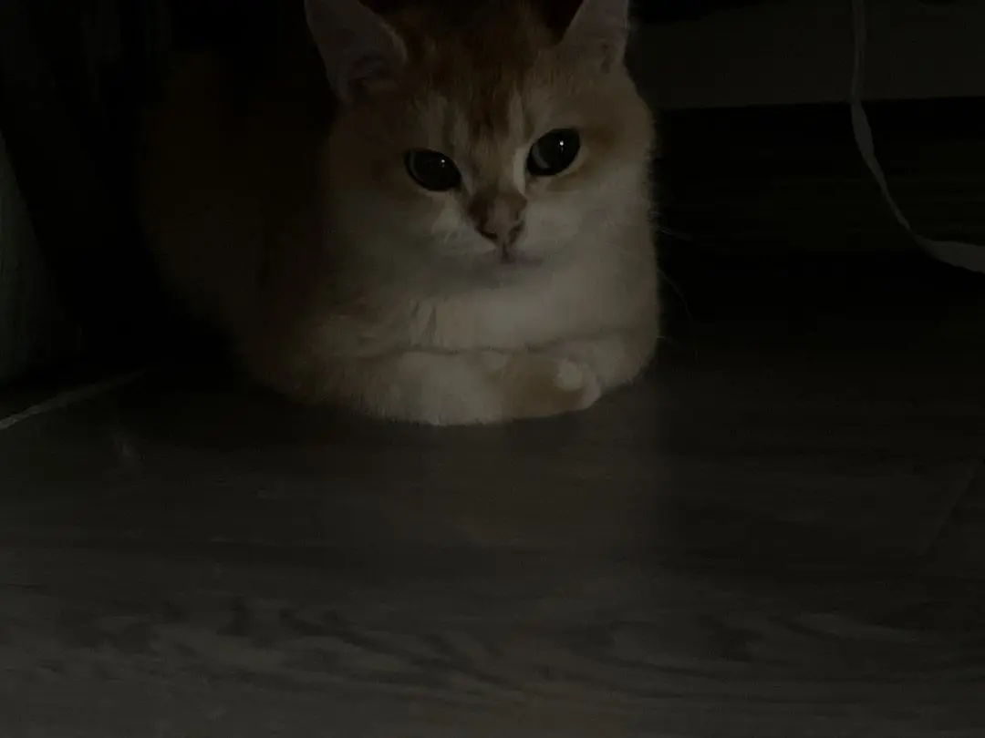 Cute cats at friend's house